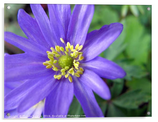 Blue anemone Acrylic by Rhonda Surman