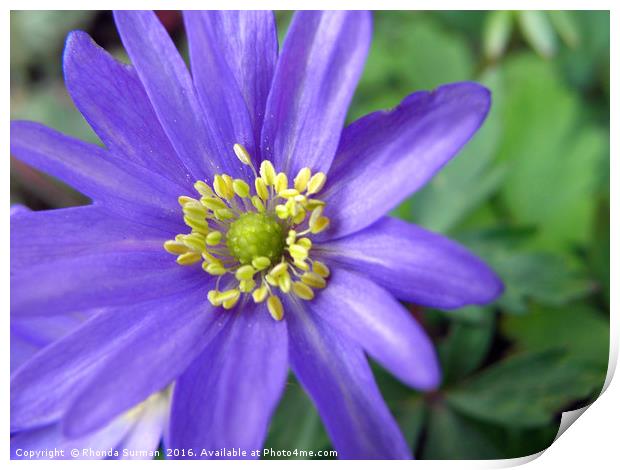 Blue anemone Print by Rhonda Surman