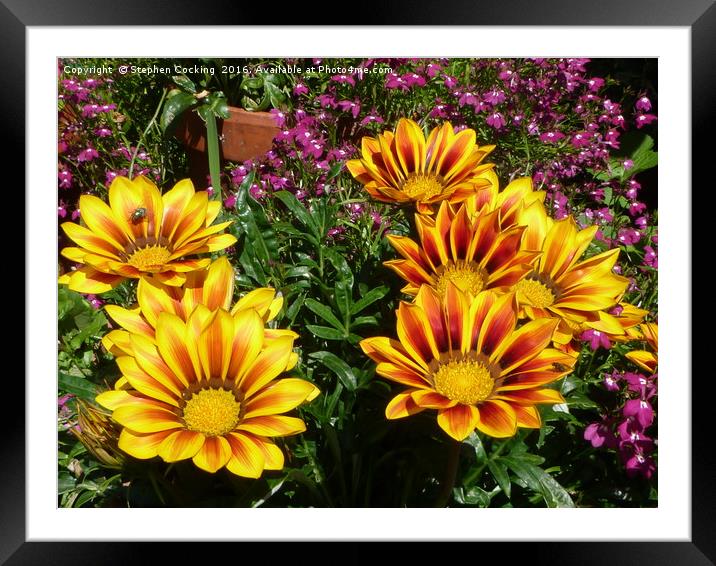 Gazania flowers Framed Mounted Print by Stephen Cocking