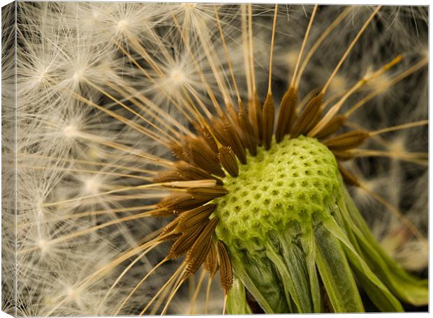Gone To Seed Canvas Print by Mark Robson