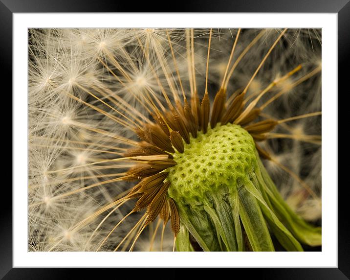 Gone To Seed Framed Mounted Print by Mark Robson
