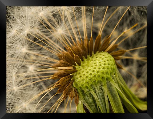 Gone To Seed Framed Print by Mark Robson