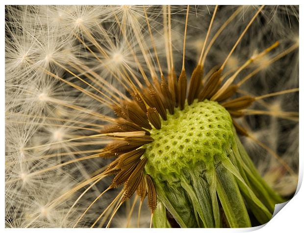 Gone To Seed Print by Mark Robson