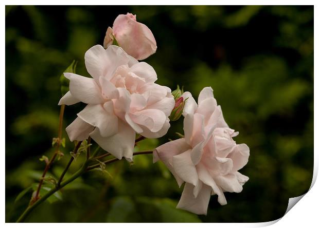 Cluster of scented pink roses Print by Jacqi Elmslie
