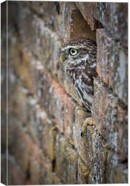 Little Owl                      Canvas Print by chris smith