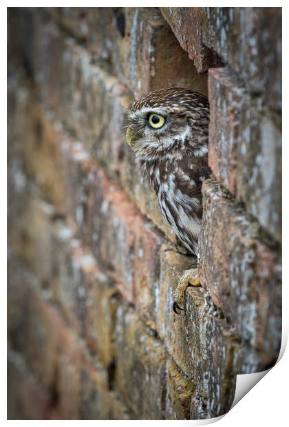 Little Owl                      Print by chris smith