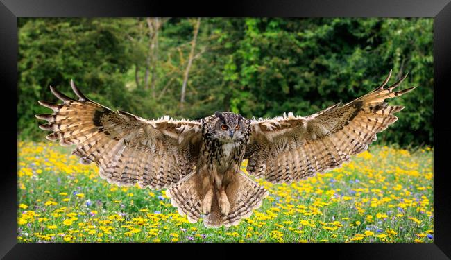 Eagle owl  Framed Print by chris smith