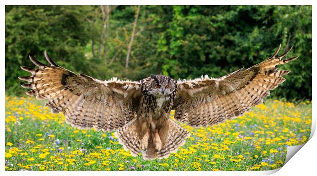 Eagle owl  Print by chris smith