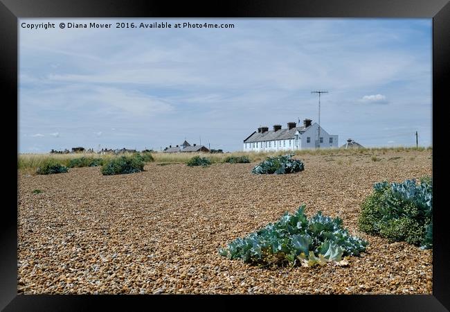 Shingle Street Suffolk Framed Print by Diana Mower