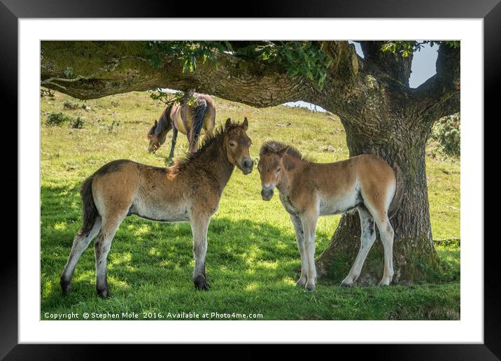 Exmoor Ponies Framed Mounted Print by Stephen Mole