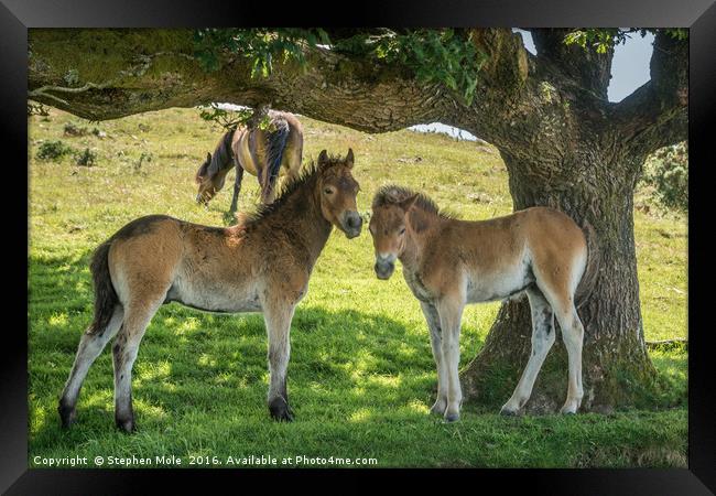 Exmoor Ponies Framed Print by Stephen Mole