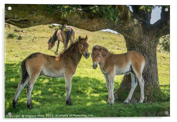 Exmoor Ponies Acrylic by Stephen Mole