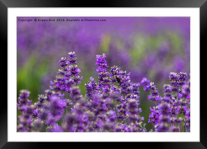 Lavender Season Framed Mounted Print by Angela Aird