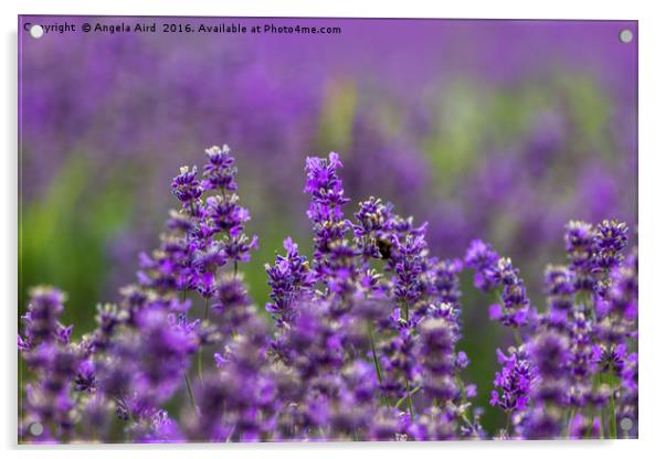 Lavender Season Acrylic by Angela Aird
