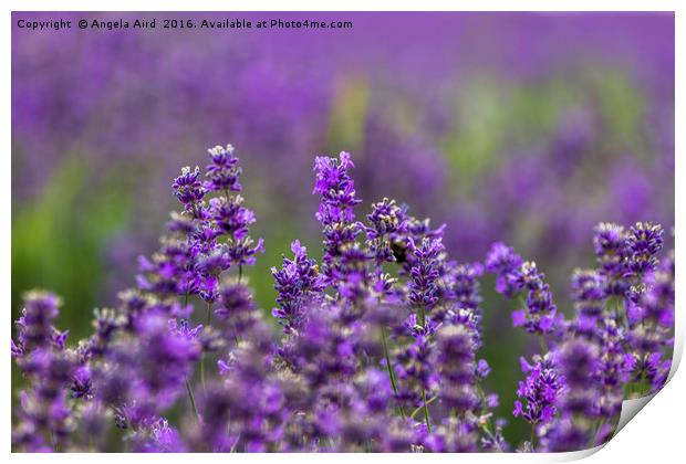 Lavender Season Print by Angela Aird