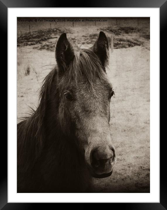 Horse in the field Framed Mounted Print by Derrick Fox Lomax