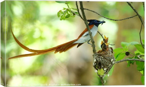 Indian Paradise Flycatcher m with chicks.... Canvas Print by Bhagwat Tavri