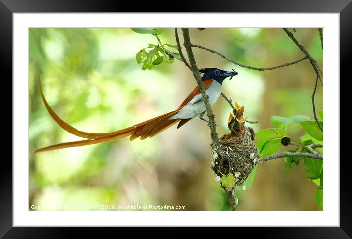 Indian Paradise Flycatcher m with chicks.... Framed Mounted Print by Bhagwat Tavri