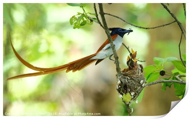 Indian Paradise Flycatcher m with chicks.... Print by Bhagwat Tavri