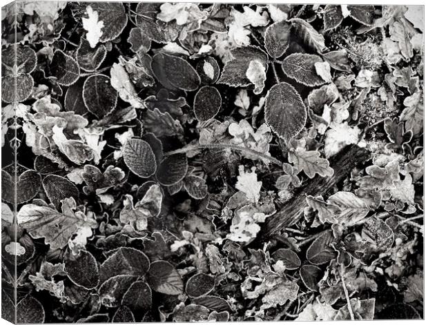 Brambles and Frost Canvas Print by graham young