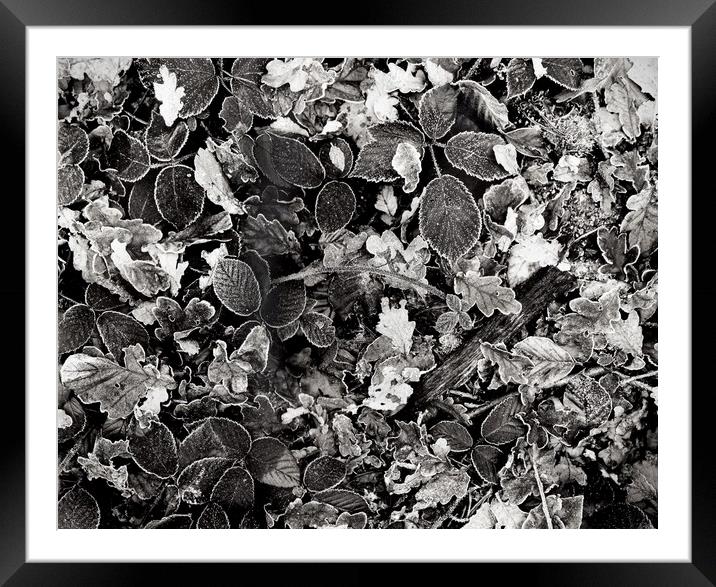 Brambles and Frost Framed Mounted Print by graham young