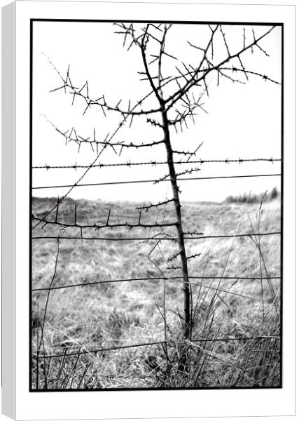 Barbs and Thorns Canvas Print by graham young