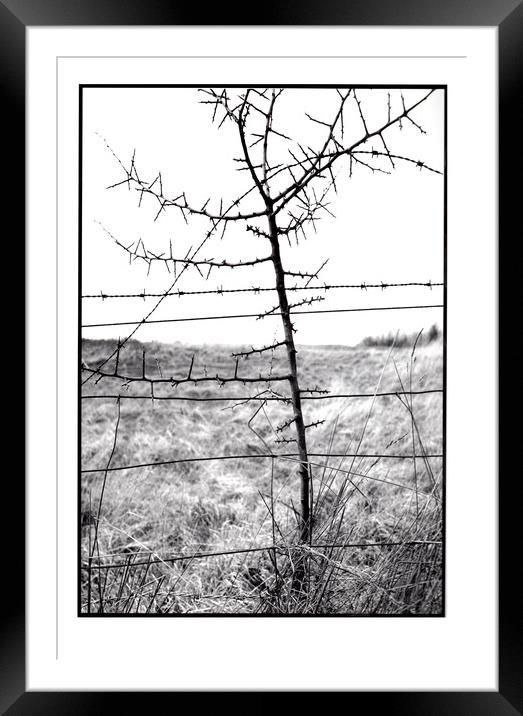 Barbs and Thorns Framed Mounted Print by graham young