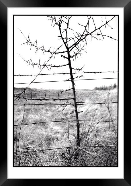 Barbs and Thorns Framed Print by graham young
