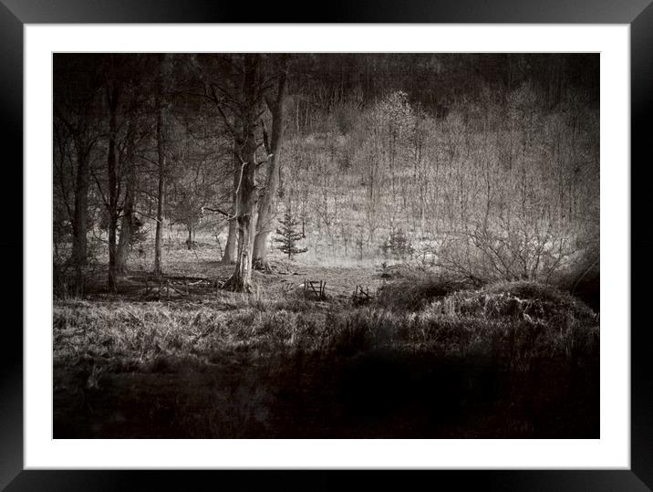 The Dark Forest Framed Mounted Print by graham young