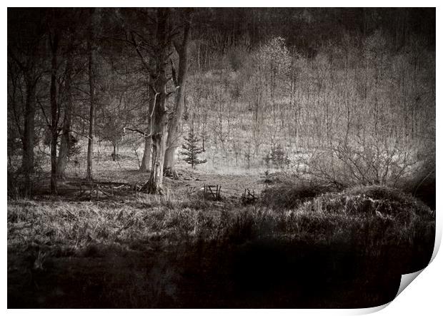The Dark Forest Print by graham young