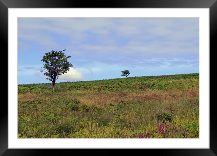 Trees on Dunkery Hill Framed Mounted Print by Tony Murtagh