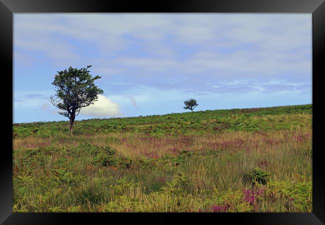 Trees on Dunkery Hill Framed Print by Tony Murtagh