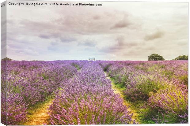 Sea of Lavender Canvas Print by Angela Aird