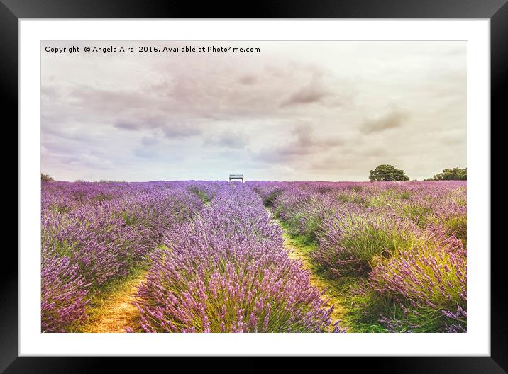Sea of Lavender Framed Mounted Print by Angela Aird