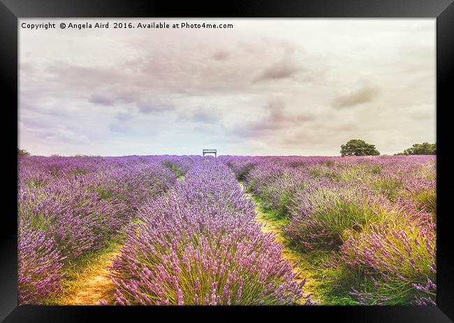 Sea of Lavender Framed Print by Angela Aird