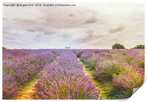Sea of Lavender Print by Angela Aird
