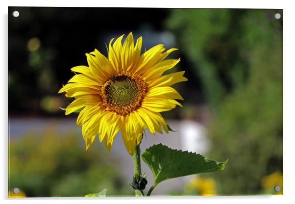 Sunflower Acrylic by Tony Murtagh