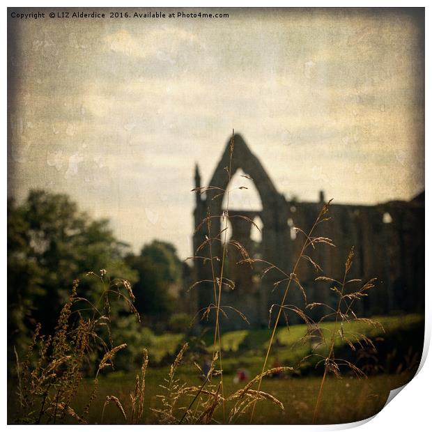 Bolton Abbey Ruins Print by LIZ Alderdice