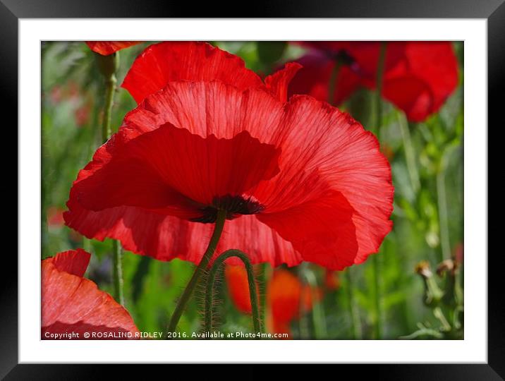 ""SUNSHINE IN THE POPPY FIELD" Framed Mounted Print by ROS RIDLEY