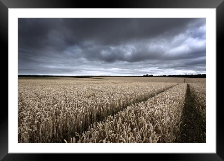 Stormy Cornfields Framed Mounted Print by Ian Hufton