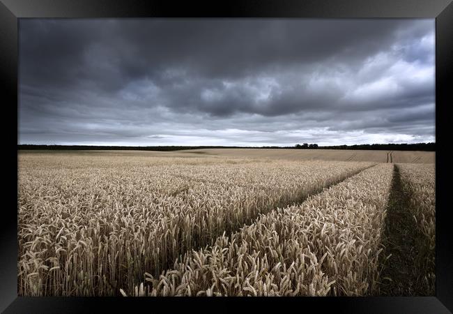 Stormy Cornfields Framed Print by Ian Hufton