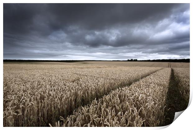 Stormy Cornfields Print by Ian Hufton