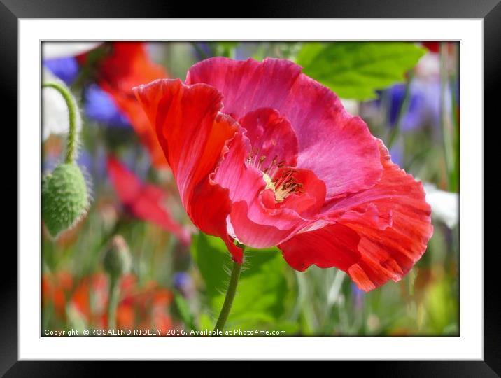 "PINK POPPY IN THE WILD FLOWER MEADOW" Framed Mounted Print by ROS RIDLEY