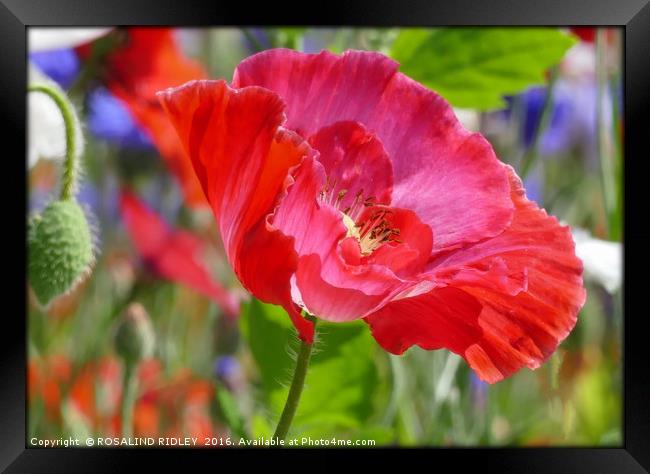 "PINK POPPY IN THE WILD FLOWER MEADOW" Framed Print by ROS RIDLEY