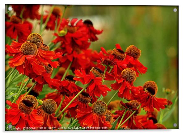 "HELENIUM IN THE SUMMER BORDER" Acrylic by ROS RIDLEY