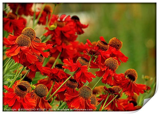 "HELENIUM IN THE SUMMER BORDER" Print by ROS RIDLEY