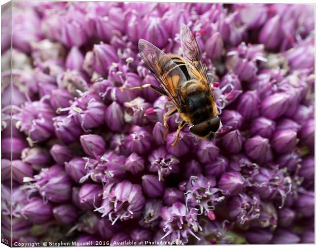 Fly on Allium Flower Canvas Print by Stephen Maxwell