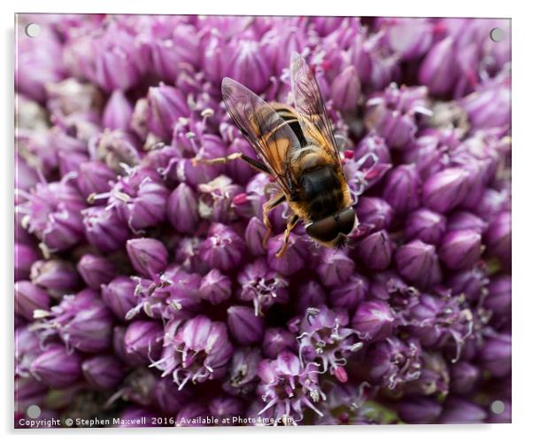 Fly on Allium Flower Acrylic by Stephen Maxwell
