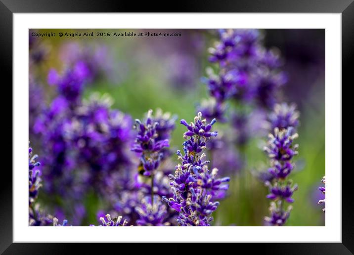 Lavender Blossom Framed Mounted Print by Angela Aird