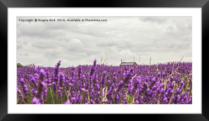 Summer Lavender Framed Mounted Print by Angela Aird